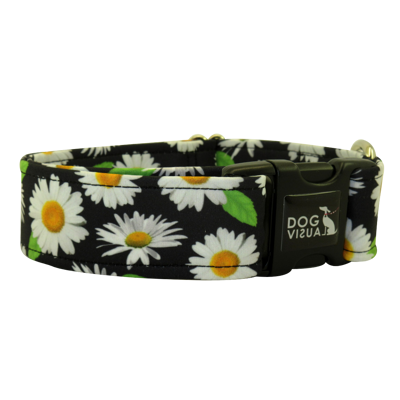 Obojek DAISY